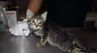 Bursa'da Kuzenler Yaralı Kediyi Harçlıklarıyla Veterinere Götürdü