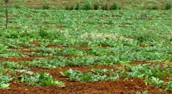 Karadeniz Karpuzunda Rekolte Düşüşü Beklentisi