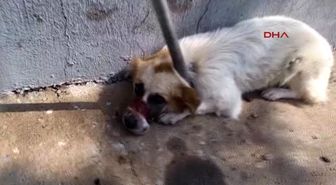 Osmaniye'de Sokak Köpeğinin Alt ve Üst Çenesine Doku Nakli Yapıldı