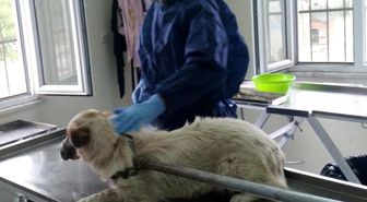 Sokak Köpeğinin Alt ve Üst Çenesine Doku Nakli Yapıldı
