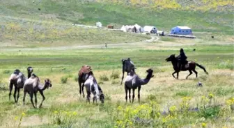 Develerle Van Yaylalarında Turist Gezdirecek