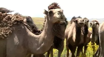 Güreşçi Develer Keşiş Yaylasında