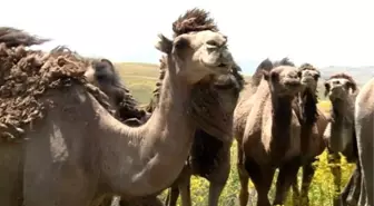 Aydın'da Güreşen Develer Van Keşiş Yaylasında Kamp Yapıyor