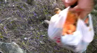 Dağdan Toplanan Mantarlar İftar Sofralarında