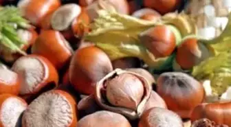 Fındık Fiyatlarının Bu Yıl da Yüksek Olması Bekleniyor