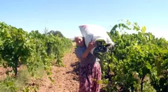 Manisa'da Yitip Giden Canlara Rağmen Değişen Bir Şey Yok