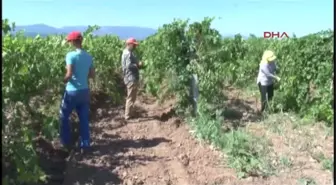 Yitip Giden Canlara Rağmen Değişen Bir Şey Yok
