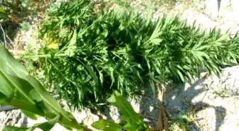 Bergama'da Hint Keneviri Operasyonu