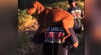 Salt Lake City Firefighters Carry İnjured Dog Down A Mountain