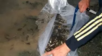 Emet'te Göletlere 10 Bin Yavru Balık Bırakıldı