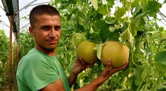 Para Etmeyince Silifke'de Karpuz ve Kavun Tarlada Çürümeye Terk Edildi