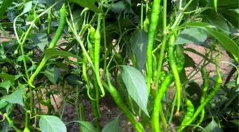 Hasadı Geciken Biberde Yüksek Rekolte Beklentisi