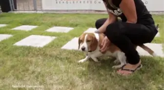 Laboratuvardan Kurtarılıp İlk Defa Gün Işığı Gören Köpekler