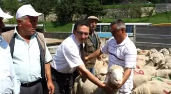 Kastamonu'da Merinos Irkı Damızlık Koç Dağıtımı Yapıldı