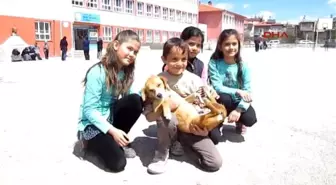 Sandıklı Yaralı Bulup Tedavi Ettirdiği Köpeği Sahiplendi