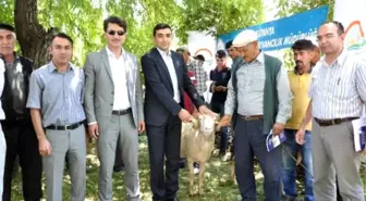 Aslanapa'da Damızlık Koç Dağıtımı