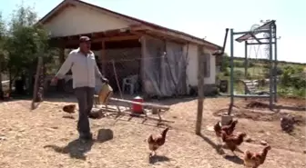 Küçük Bir Kümesten 70 Dönümlük Tavuk Çiftliğine