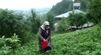 Çilek Üretimiyle Kutsal Topraklara Yolculuk Yapacak