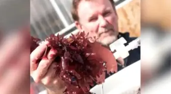 New Seaweed Tastes Just Like Bacon And İs Healthier Than Kale