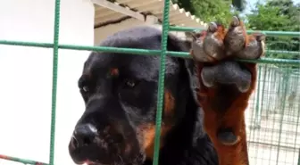 Tatilciler Köpeklerine Otel Hizmeti