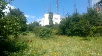 Üsküdar'da Boş Arsalar Çiçek Bahçesine Dönüştü