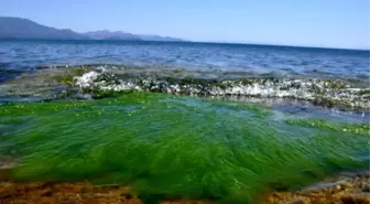 Datça'da Deniz Kirliliği Uyarısı