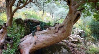 Kuşadası'ndaki 16 Ağacın Koruma Altına Alınması İsteniyor