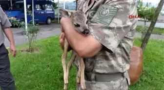 Samsun 2 Haftalık Yavru Karaca Yaralı Olarak Bulundu