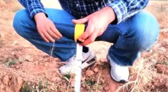 Çekirdekten Badem Yetiştiriyor