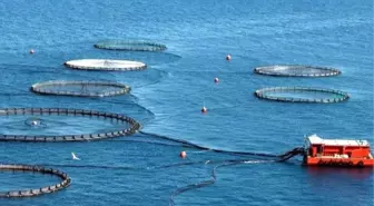 Su Ürünleri Sektörünün Geleceği Yetiştiricilikte