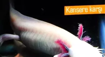 Türk Bilim İnsanının Yeni Umudu: Aksolotl