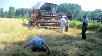Buğday Hasadı Kontrolleri Yapılıyor