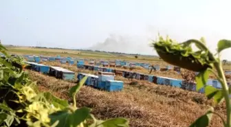Bal İçin 6 Ay Evlerinden Uzakta Kalıyorlar