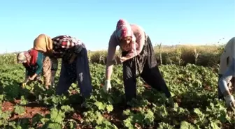 Çal İlçesinde Bamya Hasadı Başladı