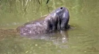 Manatee Spotted Swimming İn Delaware