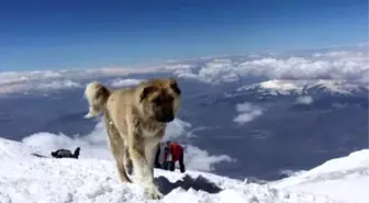 Ağrı Dağı'nın 'Lord'u