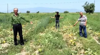 Kavun Üreticisinin Ağzının Tadı Yok