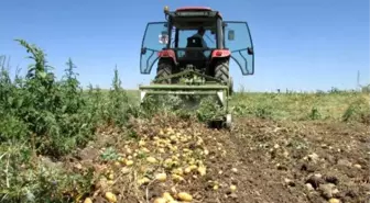 Sandıklı'da Patates Hasadı Sıkıntılı Başladı