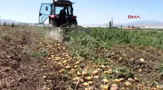 Sandıklı'da Patates Hasadı Sıkıntılı Başladı