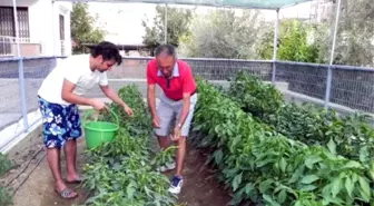 Apartmana Hobi Bahçesi Kurdu