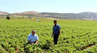 Burdurlu Fasulye Üreticisi Dertli