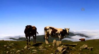Yeşil Yol Güzergahında Günübirlik Tur