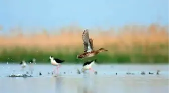 Birds İn İzmir Cooling Off Thanks To İrrigation Efforts