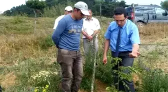 Devrekani'de Ceviz Bahçeleri İncelendi