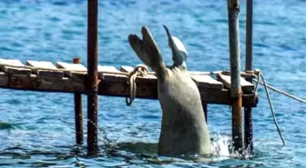 Akdeniz Fokları Bodrum'u Sevdi