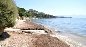 Kuşadası'nda İki Plaj Kirlilik Yüzünden Kapatıldı