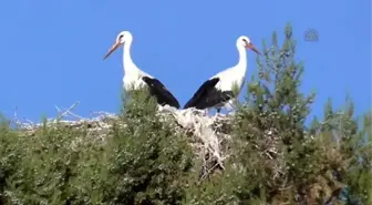 Leylekler Büyük Göçe Hazırlanıyor