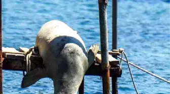 Mediterranean Monk Seals Catch Some Rays Off Bodrum Resort Town