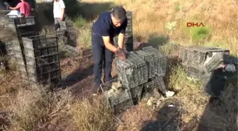 Sivas Muhsin Yazıcıoğlu Anısına Doğaya '2009' Keklik Bıraktı