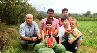 Adana'da Tarlada 10 Kuruş Olan Karpuz'un Kilosu Trabzon'da Tarlada 1,5 Tl